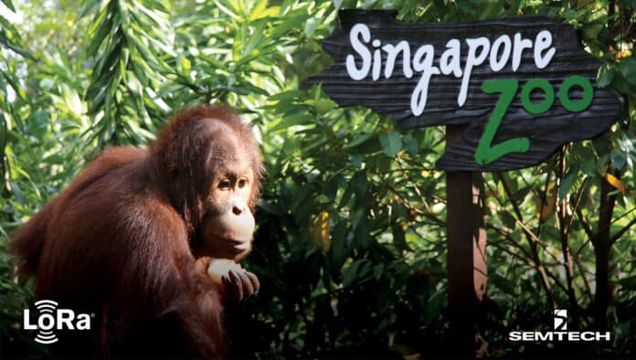 Singapore Zoo saves 10% of energy consumption with LoRaWAN Smart Metering By Semtech & Sindcon.